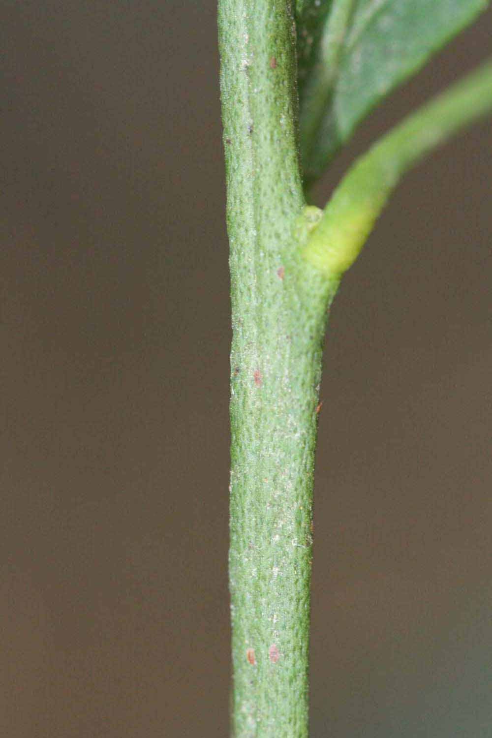            First year twig (Riverside, CA)   